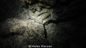 catarpiller by Helen Hansen 